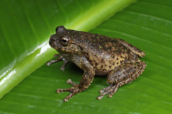 Matuda's Spikethumb Frog (Plectrohyla matudai) female