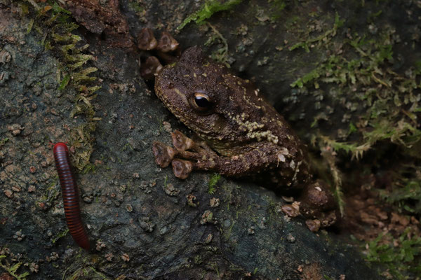 Boulenger's Giant Treefrog (Platypelis grandis) hides during the day in the tree hollows in which it also reproduces.