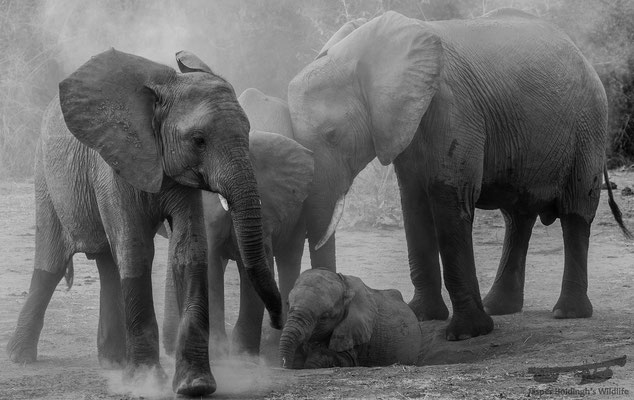 Dust bathing African Elephants (Loxodonta africana)