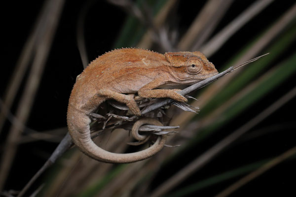 Kentani Dwarf Chameleon (Bradypodion kentanicum)