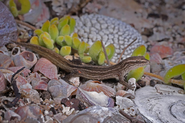 Salt Marsh Gecko (Cryptactites peringueyi)