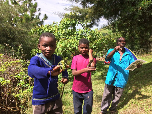 Before we left the sons of Elisha also found two more Rwenzori Three-horned Chameleons. We even made them loose their fear of the chameleons and hold them.