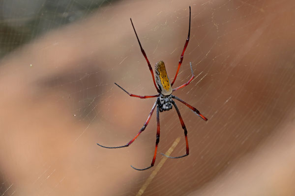 Redleg Orbweaver (Trichonephila inaurata)