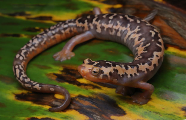 Yellowbelly Mushroomtongue Salamander (Bolitoglossa flaviventris)