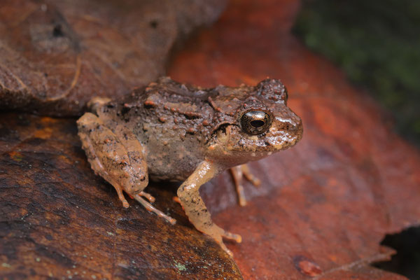 Pacific Broad-headed Litter Frogs (Craugastor rugosus)