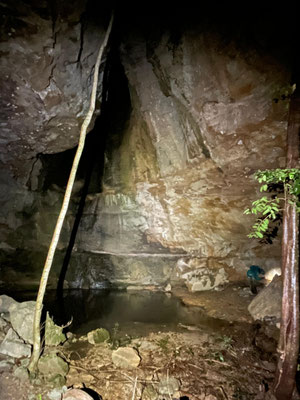 Habitat of Malagasy Rainbow Frog at night.