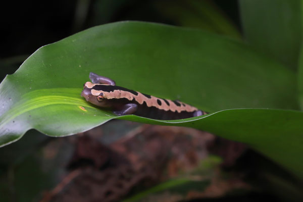 Salvin's Mushroomtongue Salamander (Bolitoglossa salvinii) 