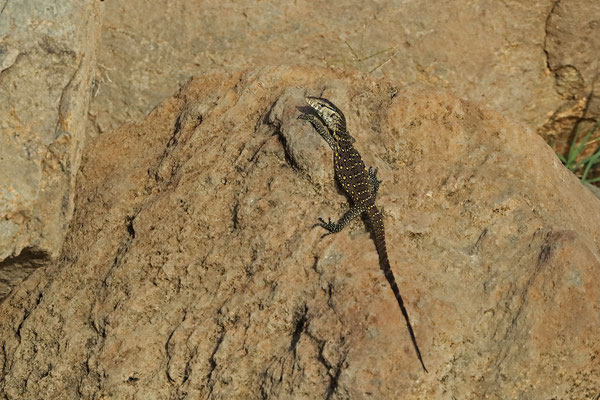 Nile Monitor Lizard (Varanus niloticus)