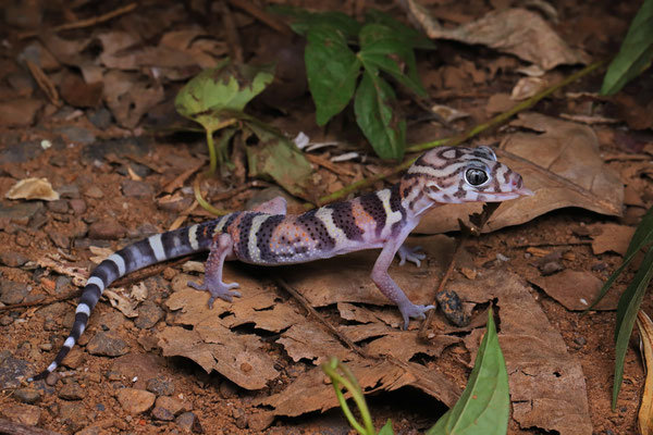 Yucatán Banded Gecko (Coleonyx elegans) adult