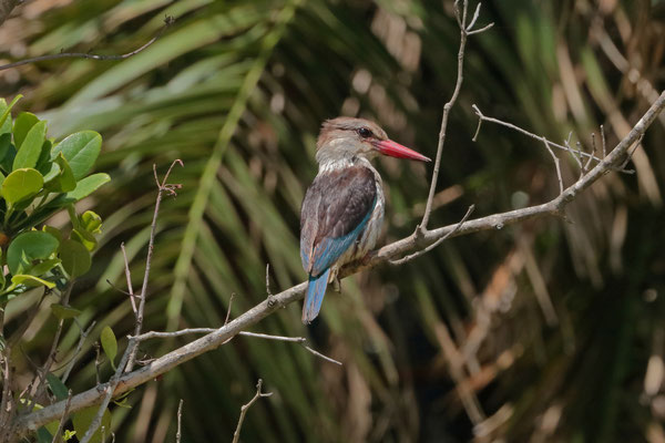 Brown-hooded Kingfisher (Halcyon albiventris)