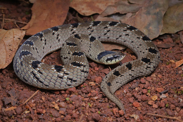 Snouted Night Adder (Causus defilippii) 