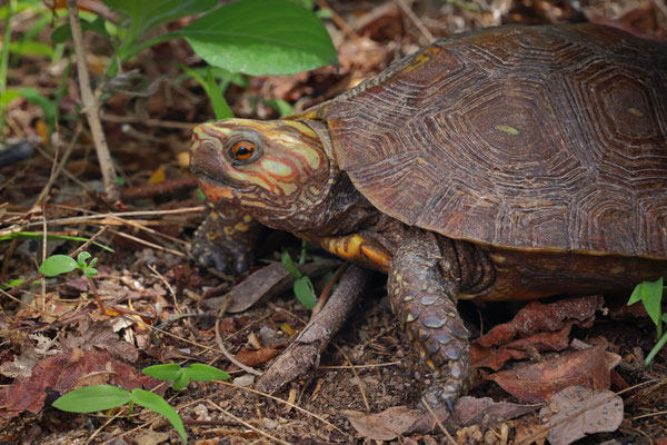 Mexican Spotted Wood Turtle (Rhinoclemmys rubida)