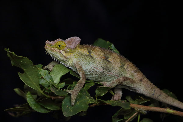 High-casqued Chameleon (Trioceros hoehnelii)