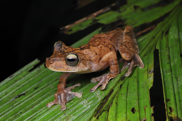 Gladiator Tree Frog (Boana rosenbergi)