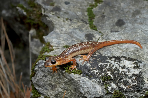 Bille's Lycian Salamander (Lyciasalamandra billae irfani)