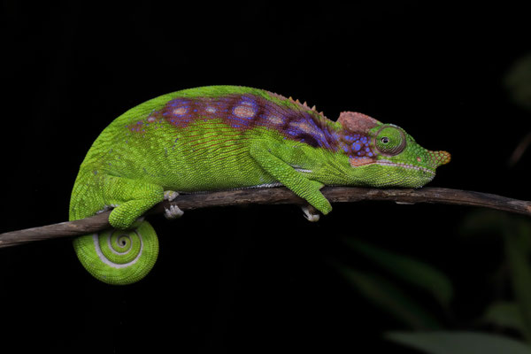 Antimena Chameleon (Furcifer antimena) female