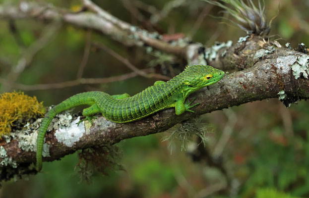 Smith's Arboreal Alligator Lizard (Abronia smithi)