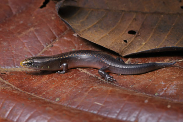 O'Shaugnessy's Galliwasp (Diploglossus bilobatus) 