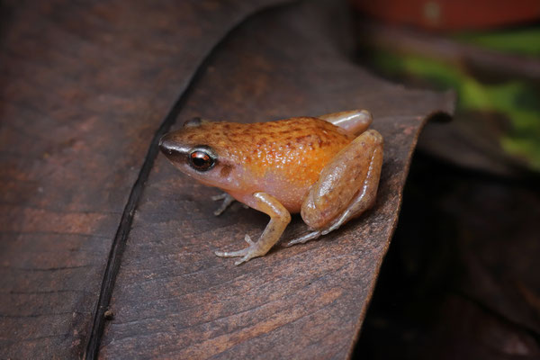 Dwarf Squeaker (Arthroleptis xenodactyloides), these orangy little blobs were darting through the leaf litter.