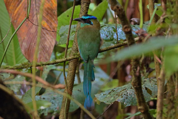 Lesson's Motmot (Momotus lessonii)