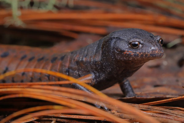 Fire-tail Pinewood Salamander (Pseudoeurycea conanti)