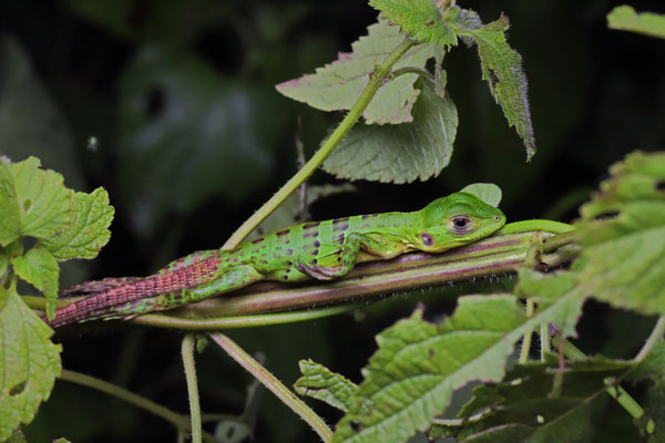 Baby Black Spiny-tailed Iguana (Ctenosaura similis) sleeping comfortably among the vines.