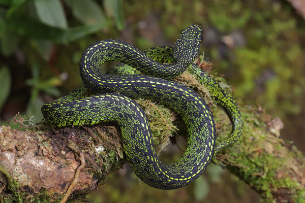 Talamancan Palm Pitviper (Bothriechis nubestris)
