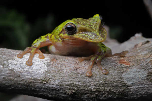 Out without rain and very lucky find! The iconic Yucatán Shovel-headed Treefrog (Triprion petasatus).