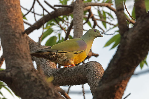 Yellow-bellied Fruit Pigeon (Treron waalia)