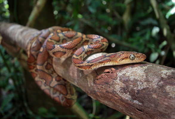 Yellow-red Rat Snake (Pseudelaphe flavirufa)