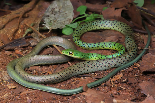 Spotted Bush Snake (Philothamnus semivariegatus) 