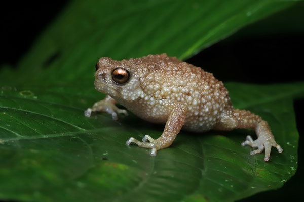 Mazumbai Warty Frog (Callulina kisiwamsitu) 
