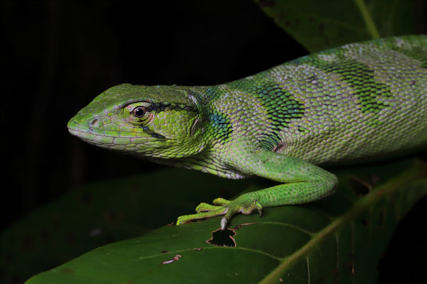 Canopy Lizard (Polychrus gutturosus)