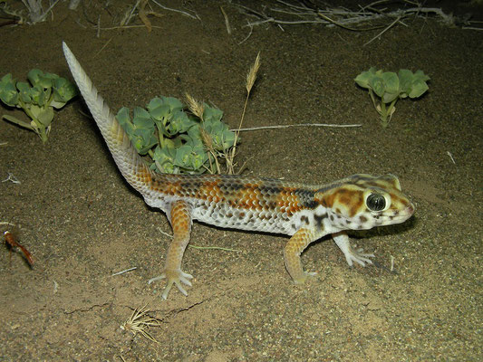 Plate-tailed Gecko (Teratoscincus keyserlingii), alert individuals raise the tail.