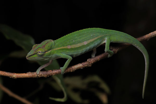 Perinet Chameleon (Calumma gastrotaenia) 