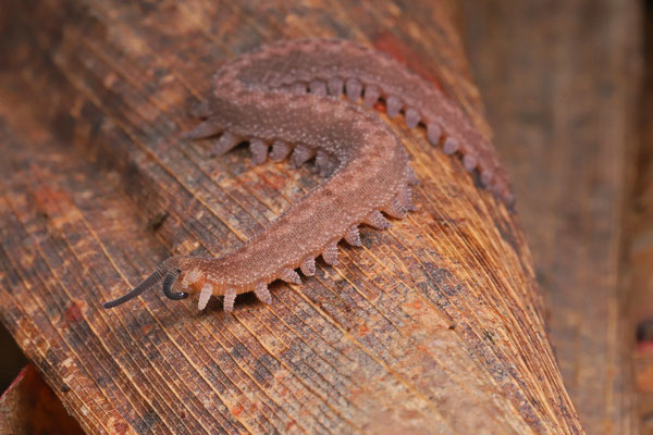 Velvet Worm (Peripatidae)
