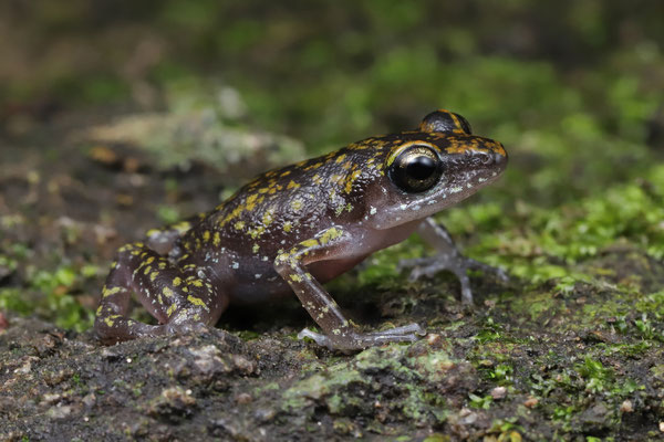 Whistling Chirping Frog (Eleutherodactylus pipilans)