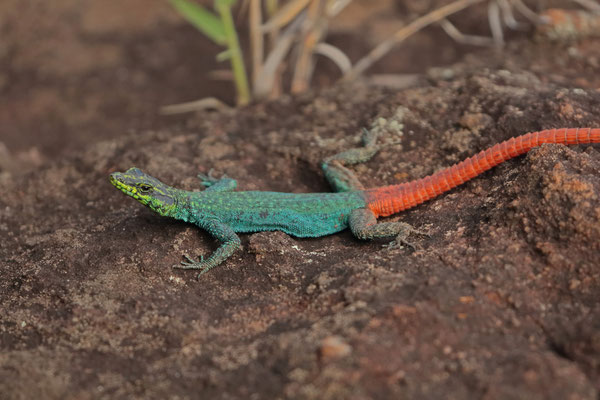 Sekhukhune Flat Lizard (Platysaurus orientalis) male