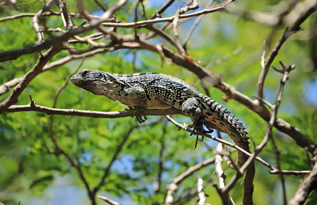 Oaxacan Spiny-tailed Iguana (Ctenosaura oaxacana)