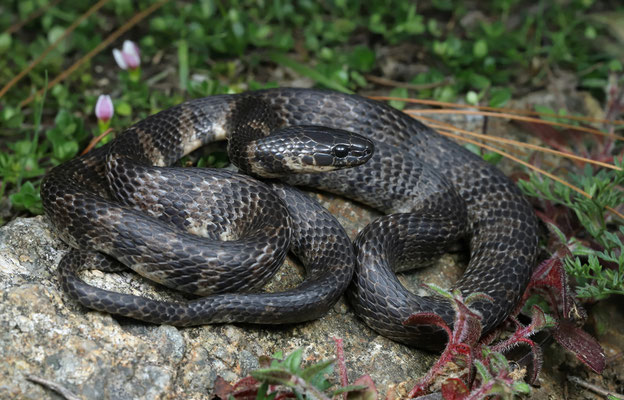 Fischer's Snail-eating Snake (Tropidodipsas fischeri)