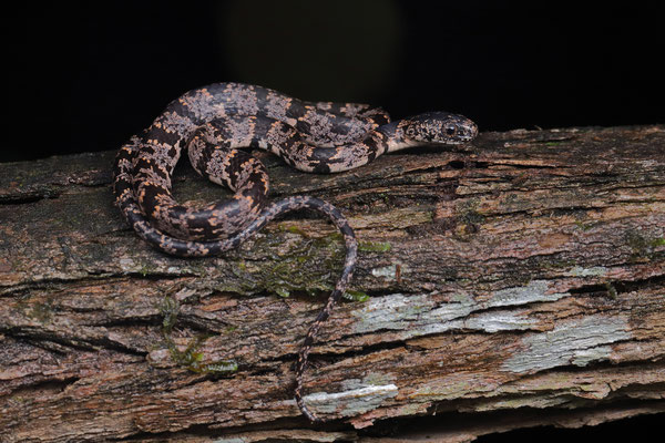 Clouded Snail-eater (Sibon nebulatus)