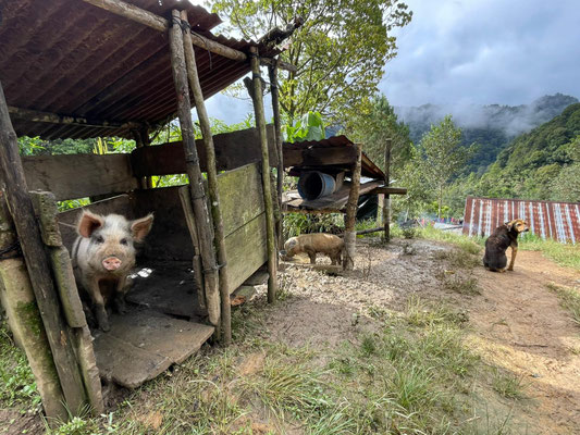 Along the way to breakfast and dinner we always met these curious creatures.
