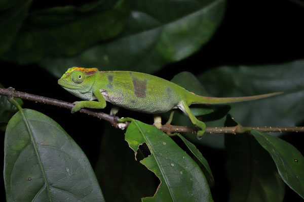 Mulanje Chameleon (Nadzikambia mlanjensis) 