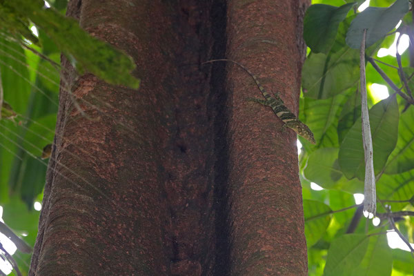 Jeweled Giant Canopy Anoles (Anolis insignis)