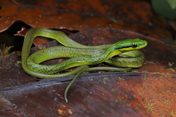 Cloud Forest Parrot Snake (Leptophis modestus)