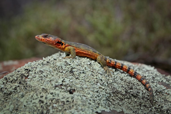 Drakensberg Crag Lizard (Pseudocordylus subviridis)