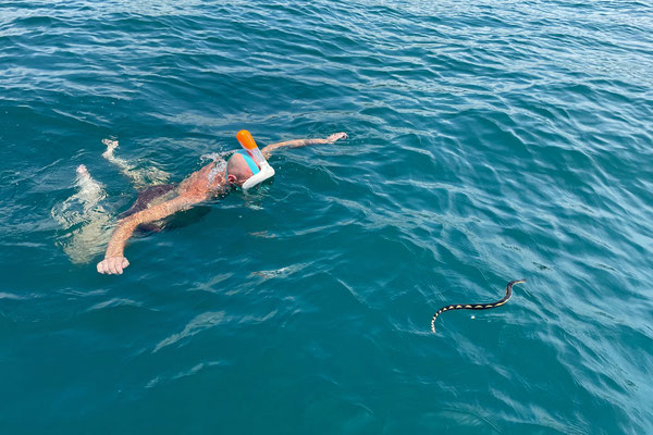 What a dream to swim with a Yellow-bellied Sea Snake!
