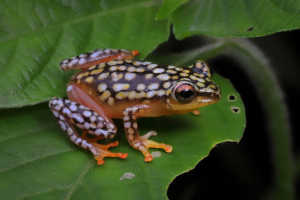 Mainland Reed Frog (Hyperolius substriatus) with aberrant colouration