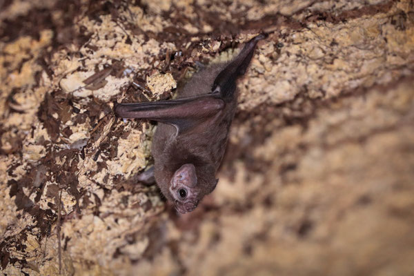 Hairy-legged Vampire Bat (Diphylla ecaudata)