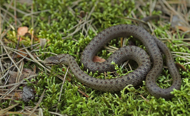 Smooth Snake (Coronella austriaca)